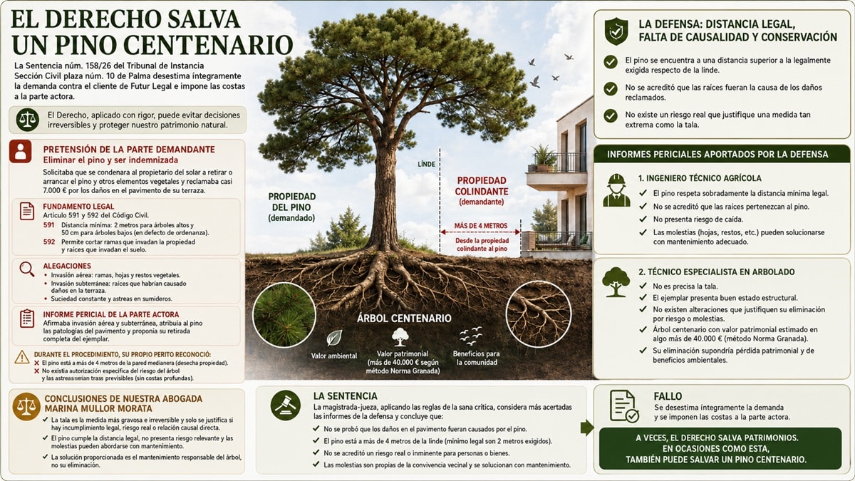El Derecho salva un pino centenario